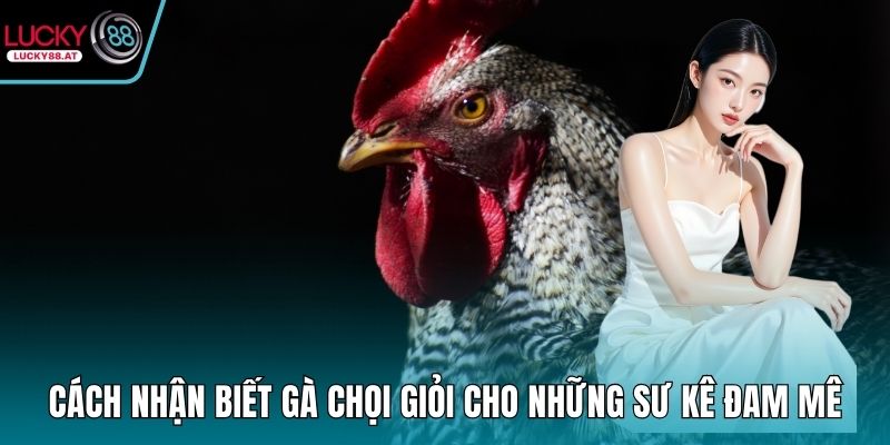 Cách nhận biết gà chọi giỏi