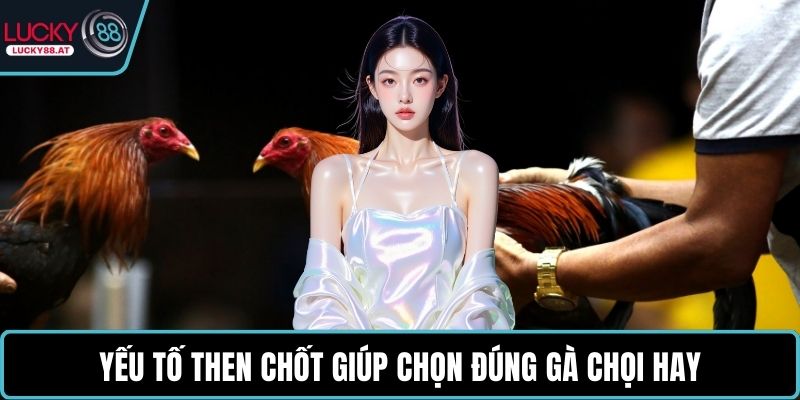 Yếu tố then chốt giúp chọn đúng gà chọi hay